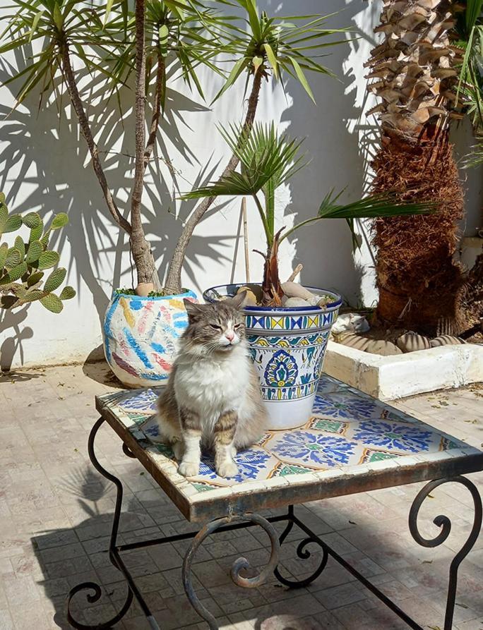 Dar Mayya La Marsa Extérieur photo